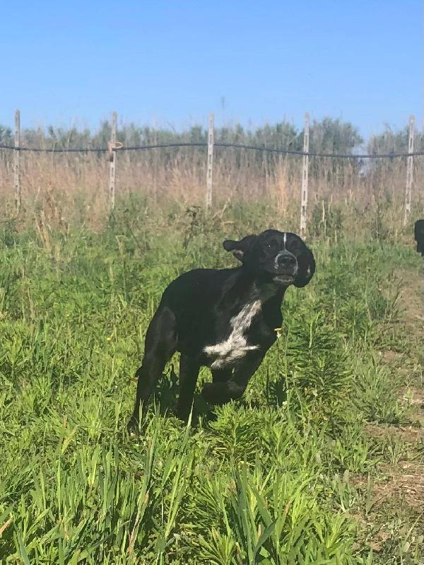 Thor & Loky, due giovanotti in cerca di casa Foto 7